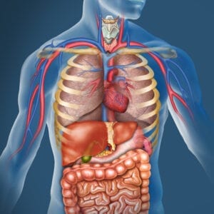 Human Anatomy Level 2
